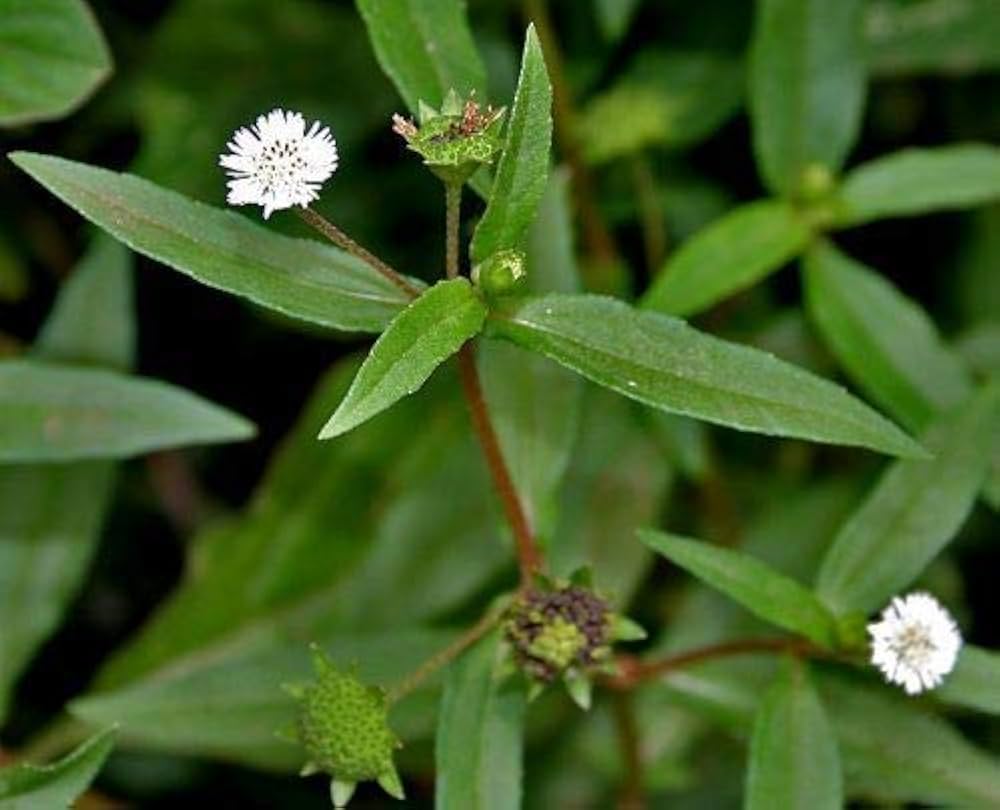 Therapeutic potential of Bhringaraja (Eclipta alba)